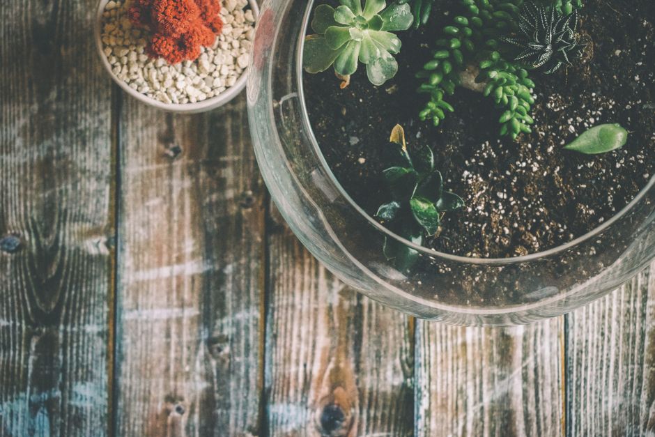 Terrarium geïnspireerde raamdecoratie met cactussen.