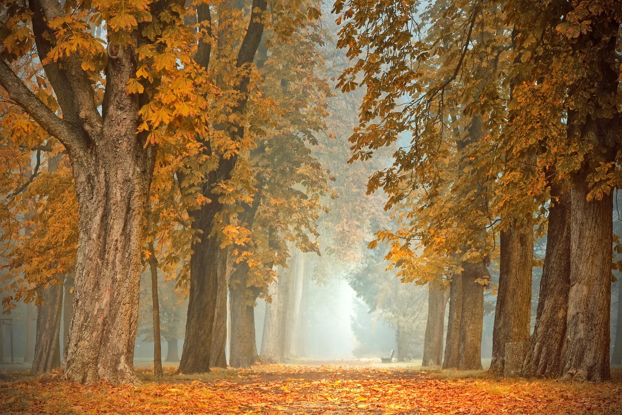 Schilderij van olifant, herfstkleuren stralen levendig.