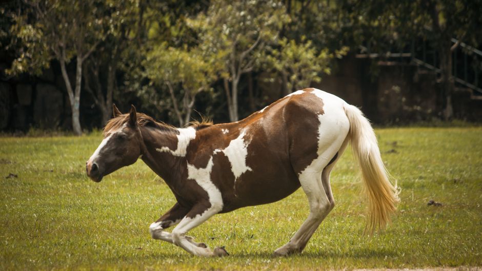 Paardenhoofd tegen krachtig, artistiek landschapsschilderij